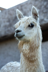 Fototapeta premium serene alpaca with a soft woolly coat posing gracefully