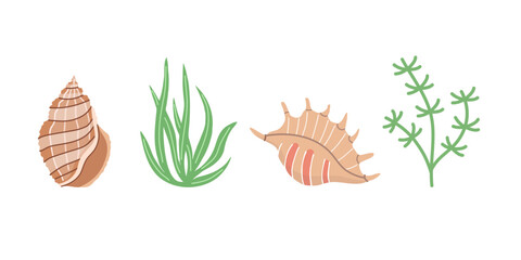 Sea shells vector set, mollusks, algae. Flat illustration of various seashells on white background. Collection for stickers.