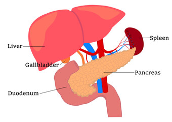 膵臓と肝臓と胆のうと脾臓と十二指腸の各部名称 - obrazy, fototapety, plakaty