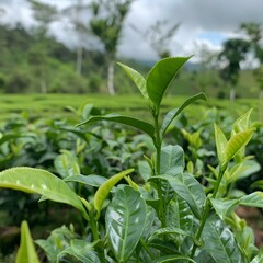 green tea plantation