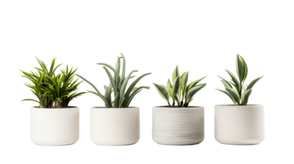 Three potted plants in various shapes and sizes, bringing a lively and harmonious display to any space