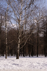 Landscape of city park in early spring, sunny day