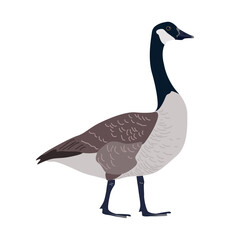 Isolated Canada geese icon, vector isolated illustration. Standing bird