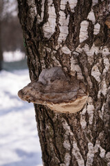 Chaga mushroom on a birch tree in a city park