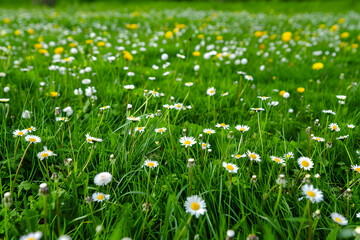 A vibrant and lush green field is dotted with the cheerful whites and yellows of daisies and dandelions, a sign of spring's full bloom.