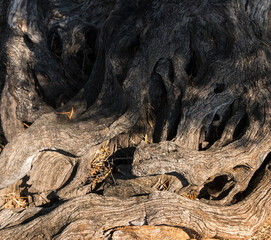 close-up of bark of an old olive tree