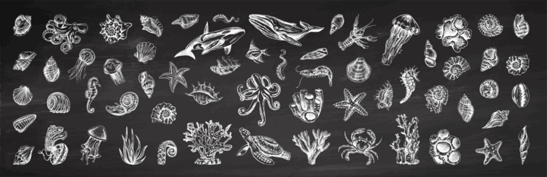 Hand-drawn undersea Animals, creatures set on chalkboard background. Vector outline style illustration. Vintage sketch engraving illustration isolated on white background.