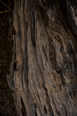 close-up of bark of an old olive tree