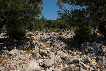 Natural landscape with old olive trees