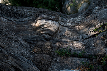 close-up of bark of an old olive tree