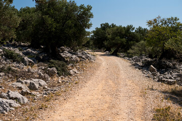 Ground road through an old olive groove