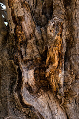 close-up of bark of an old olive tree
