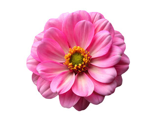 flower isolated on transparent background