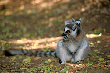 Fototapeta premium Lémurien catta, Lemur catta, Madagascar