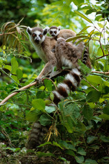 Fototapeta premium Lémurien catta, Lemur catta, Madagascar