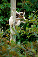 Naklejka premium Lémurien, Propithéque de Vérreaux, Propithecus verreauxi, Madagascar