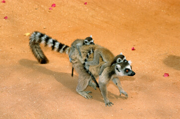 Naklejka premium Lémurien catta, Lemur catta, Madagascar