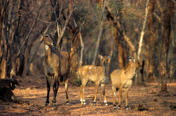 Naklejka na ściany i meble Antilope nilgaut, femelle et jeune , Boselaphus tragocametus, Parc national de Ranthambore, Inde