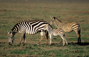 Fototapeta na wymiar Zébre de Grant, Equus nurchelli granti, Parc national de Masai Mara, Kenya