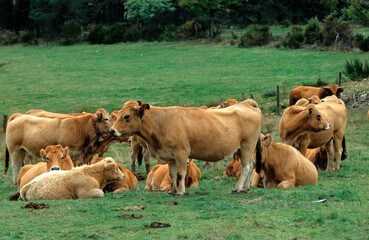 Vache, race Aubrac, Aubrac, Lozère, France