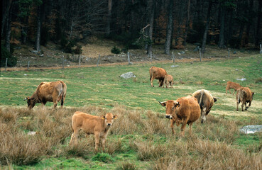 Vache, race Aubrac, Aubrac, Lozère, France