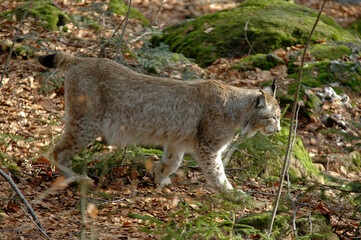 Lynx boréal, Lynx lynx