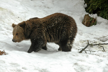 Obraz premium ours brun, ursus arctos