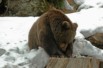 ours brun, ursus arctos