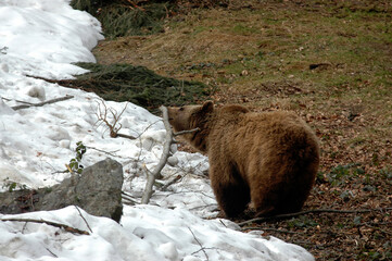 ours brun, ursus arctos