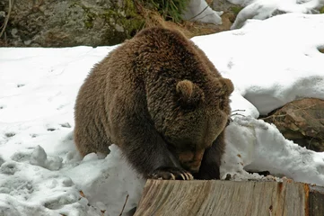 Fotobehang ours brun, ursus arctos © JAG IMAGES