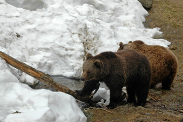 ours brun, ursus arctos