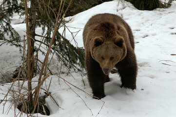 ours brun, ursus arctos