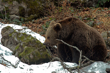ours brun, ursus arctos