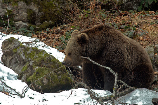 ours brun, ursus arctos