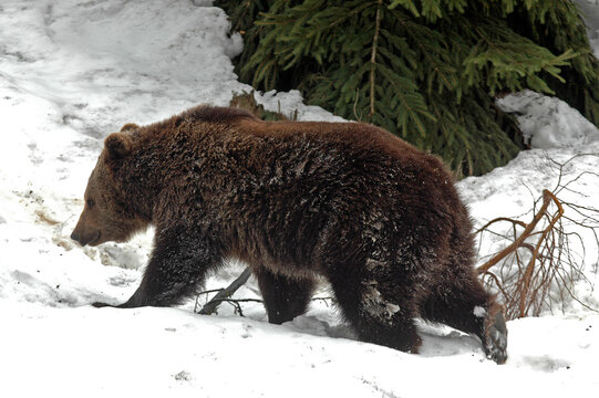ours brun, ursus arctos