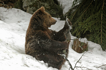 ours brun, ursus arctos