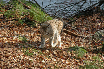 Lynx boréal, Lynx lynx