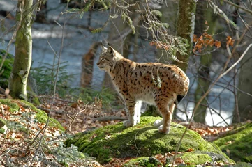 Fototapeten Lynx boréal, Lynx lynx © JAG IMAGES