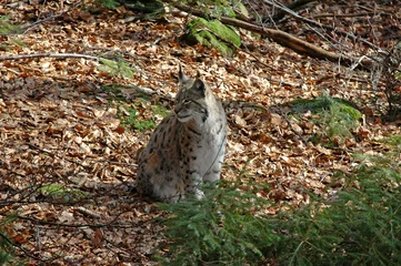Fotobehang Lynx boréal, Lynx lynx © JAG IMAGES