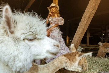 Beautiful young happy woman with cute alpacas on a spring day at the alpaca ranch. Pretty cowgirl with alpacas.