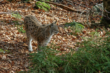 Lynx boréal, Lynx lynx