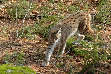 Fototapeten Lynx boréal, Lynx lynx © JAG IMAGES