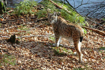 Naklejka na ściany i meble Lynx boréal, Lynx lynx