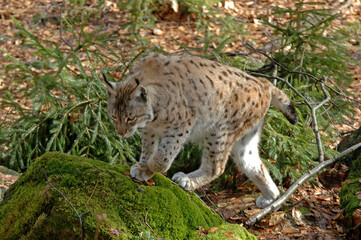 Lynx boréal, Lynx lynx