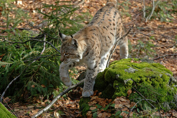 Lynx boréal, Lynx lynx