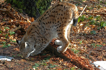 Lynx boréal, Lynx lynx