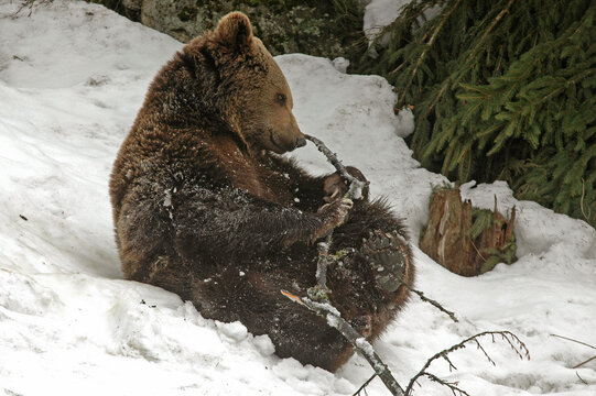 ours brun, ursus arctos