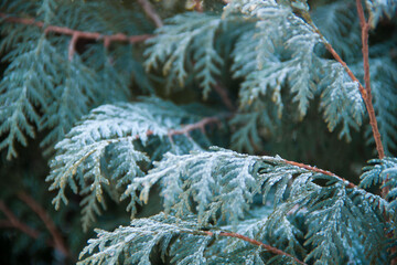 The branches of the tree are sprinkled with hoarfrost. Winter background of Christmas tree sprinkled with snow.