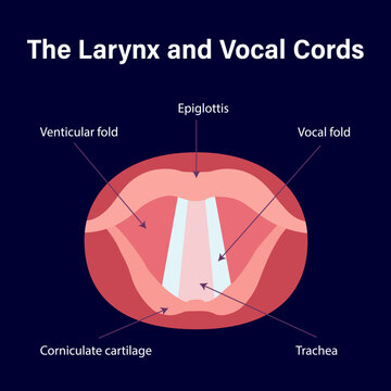 The Larynx And Vocal Cords The Larynx and Vocal Cord labeled Diagram
