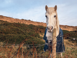 White horse in blue wormer jacket in a field behind metal wire fence. Hill and blue cloudy sky in...